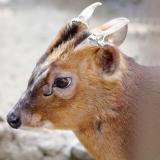 『獣害問題を知ろう』体験授業を同時開催！の詳細