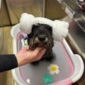 専門学校　ちば愛犬動物フラワー学園 【トリマー】ワンちゃんを癒すペットエステ体験♪～アロマバス～