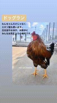 OCカメラサムネイル画像