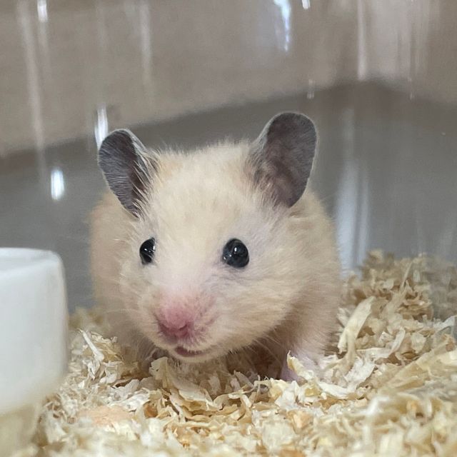 高崎動物専門学校 【ペットショップ・飼育】エキゾチックアニマルのことを学ぼう！1