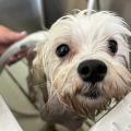 専門学校　ちば愛犬動物フラワー学園 【トリマー】ワンちゃんを癒すペットエステ体験♪