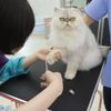 専門学校　ちば愛犬動物フラワー学園 【キャットプロ】猫の足先ふんわり丸カット体験