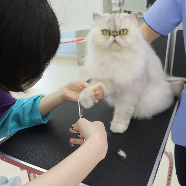 専門学校　ちば愛犬動物フラワー学園 【キャットプロ】猫の足先ふんわり丸カット体験1