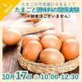 京都栄養医療専門学校 【栄養分野】硬さが変わる！？たまごと調味料の関係実験