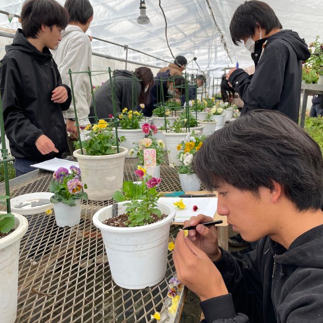 テクノ・ホルティ園芸専門学校 花づくり実習★オリジナルペチュニアをつくろう！1