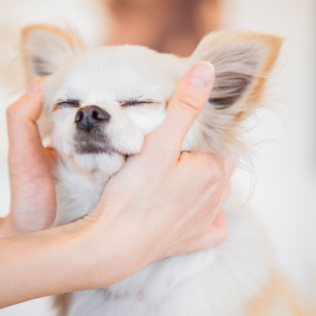 群馬動物専門学校 【春のオープンキャンパスWEEK】マッサージに挑戦！1