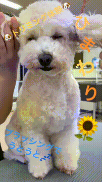 OCカメラサムネイル画像