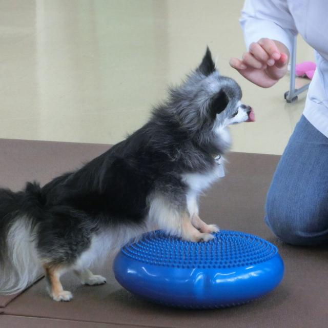 京都動物専門学校 【初めての参加大歓迎♪】獣医師に学ぶパピーレッスン！3