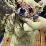 【トリマー】虫除け対策！ハーブパックを体験してみよう！の詳細