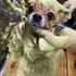 高崎動物専門学校 【トリマー】虫除け対策！ハーブパックを体験してみよう！1