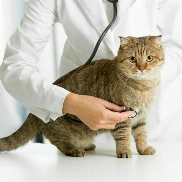 大阪ビジネスカレッジ専門学校 ねこちゃんの健康管理について学ぼう1