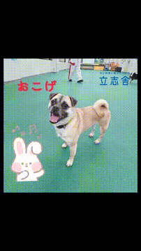 OCカメラサムネイル画像