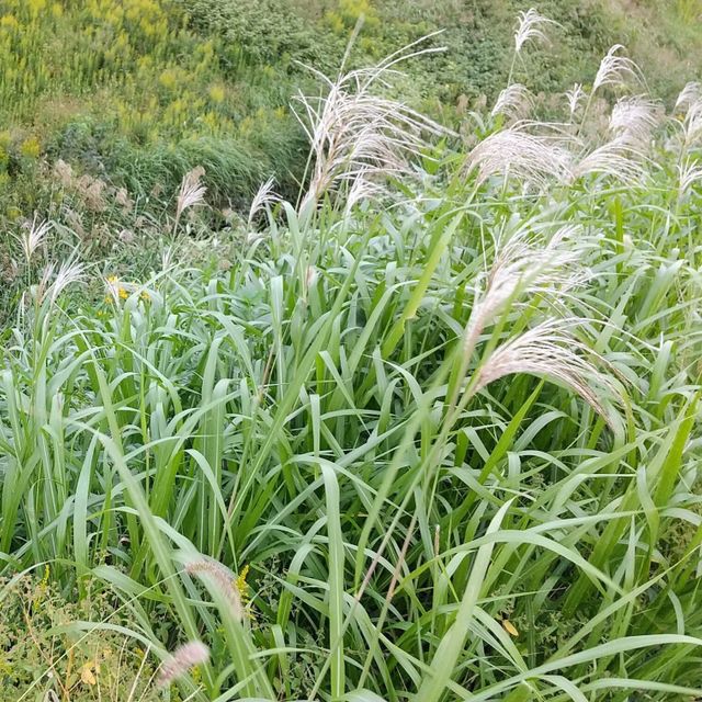 東京環境工科専門学校 『植物のリーサルウェポン』体験授業を同時開催！2