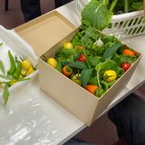 体験DAY！【収穫体験＆野菜アレンジメント】の詳細