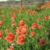 『外来種のはなし』体験授業を同時開催！の詳細