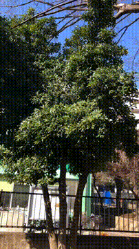 OCカメラサムネイル画像