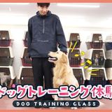 ドッグトレーニング体験の詳細