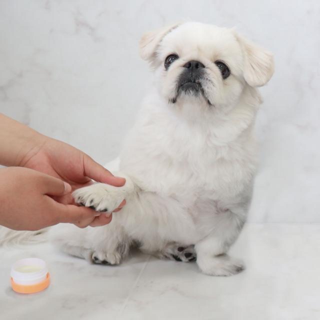 専門学校　福岡ビジョナリーアーツ 【ペット】肉球クリーム作り1