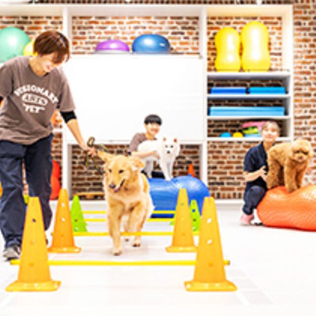 専門学校ビジョナリーアーツ 動物看護師さんとリハビリに挑戦1