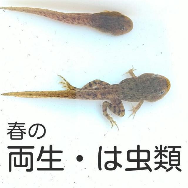 日本自然環境専門学校 【自宅で見れる！】一番人気の野外実習を見よう！3