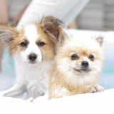 【トリマー専攻】わんこの炭酸泉浴の詳細