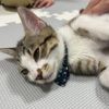 吉田学園動物看護専門学校 【子猫が大集合！】保護猫団体から猫ちゃんがやってくる！