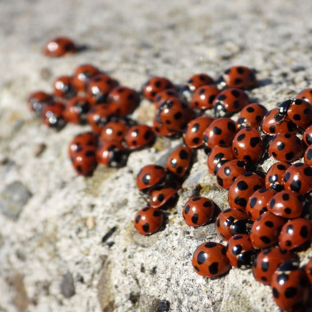 東京環境工科専門学校 『冬に寝る虫・起きる虫』特別授業を同時開催！3