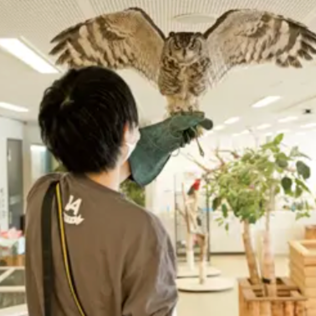 専門学校ビジョナリーアーツ フクロウのフライトに挑戦！1