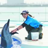 イルカの生態を学ぶ！ドルフィントレーナー体験！の詳細