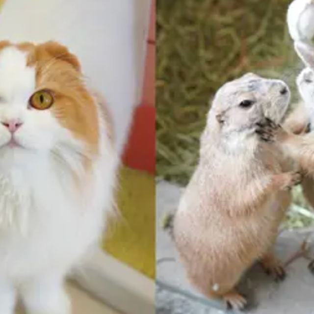 専門学校ビジョナリーアーツ ドリームクラス【ニャンコor小動物と仲良くなろう！】1