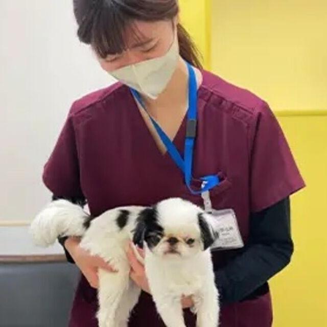 専門学校ビジョナリーアーツ 【卒業生と一緒に体験！】動物看護師をしてみよう！1