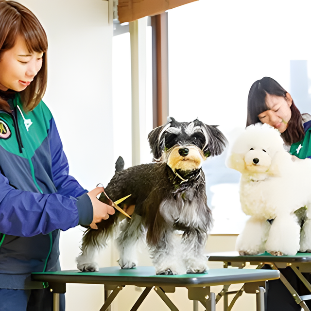 専門学校　福岡ビジョナリーアーツ 【ペット】お仕事体験DAY!トリマー体験1