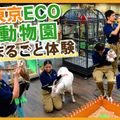 ＴＣＡ東京ＥＣＯ動物海洋専門学校 東京ECO動物園まるごと体験