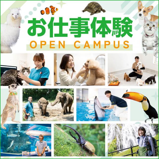 仙台ＥＣＯ動物海洋専門学校 動物たちとお仕事を体験しよう！1