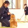 愛知ペット専門学校 春休みSSP(公開手術＆トリマー体験＆トレーナー体験）