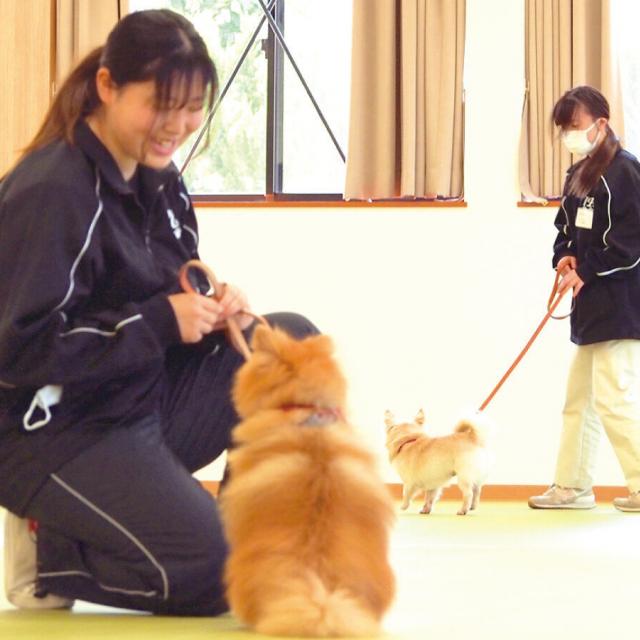 愛知ペット専門学校 春休みSSP(公開手術＆トリマー体験＆トレーナー体験）1