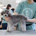 専門学校　福岡ビジョナリーアーツ 【ペット】様々なワンコでよくばりトリマー体験