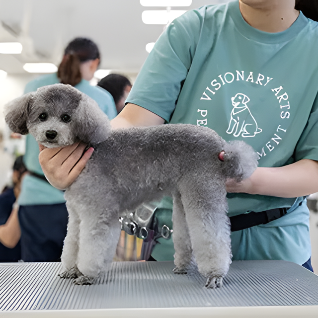 専門学校　福岡ビジョナリーアーツ 【ペット】様々なワンコでよくばりトリマー体験1