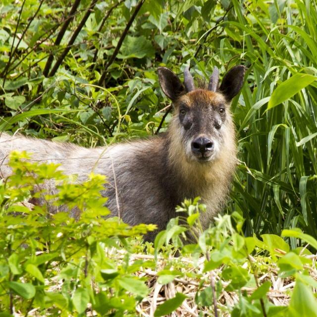 東京環境工科専門学校 『自然を守るレンジャーというしごと』体験授業を同時開催！2
