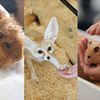 専門学校ビジョナリーアーツ 人気の3専攻よくばり体験！【エキゾチックアニマル】