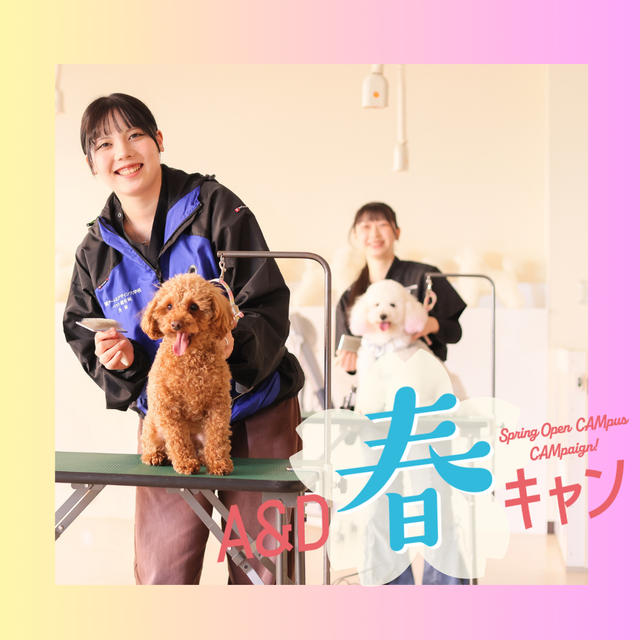 国際アート＆デザイン大学校 【ペット総合科】キャットグルーマー体験！1