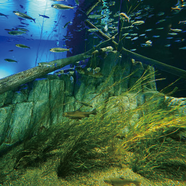 水族館館長直伝 魚類飼育 展示の必要性 ｔｃａ東京ｅｃｏ動物海洋専門学校のオープンキャンパス情報と予約申込 スタディサプリ 進路