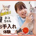 ＴＣＡ東京ＥＣＯ動物海洋専門学校 猫のお手入れ体験