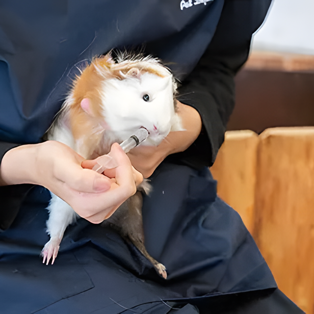 専門学校　福岡ビジョナリーアーツ 【看護】動物たちと看護・理学体験！1