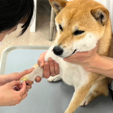 血液検査からわかる動物たちの体調管理を学ぼう！の詳細