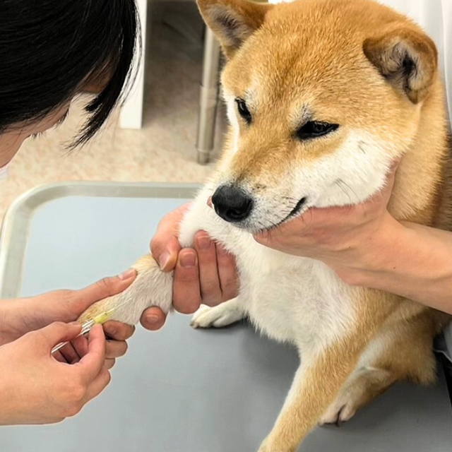 群馬動物専門学校 血液検査からわかる動物たちの体調管理を学ぼう！1