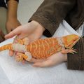 専門学校　ちば愛犬動物フラワー学園 【動物飼育】奥深い！爬虫類について学ぼう♪