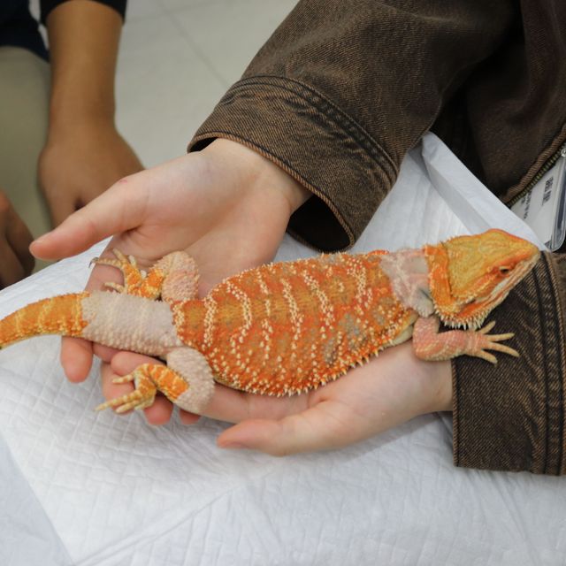 専門学校　ちば愛犬動物フラワー学園 【動物飼育】奥深い！爬虫類について学ぼう♪1