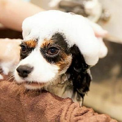 動物看護専攻 動物看護師のお仕事を体験しよう 北海道どうぶつ 医療専門学校のオープンキャンパス情報と予約申込 スタディサプリ 進路