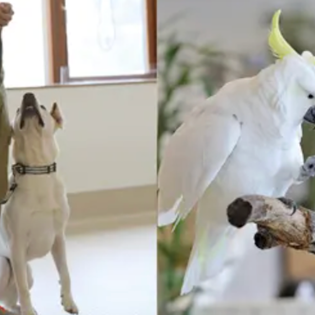 専門学校ビジョナリーアーツ よくばりトレーナー体験 ワンコ＆小動物1